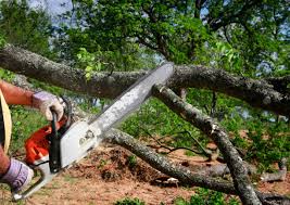 Best Tree Health Inspection  in Jonesville, VA